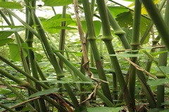 Schumannianthus virgatus